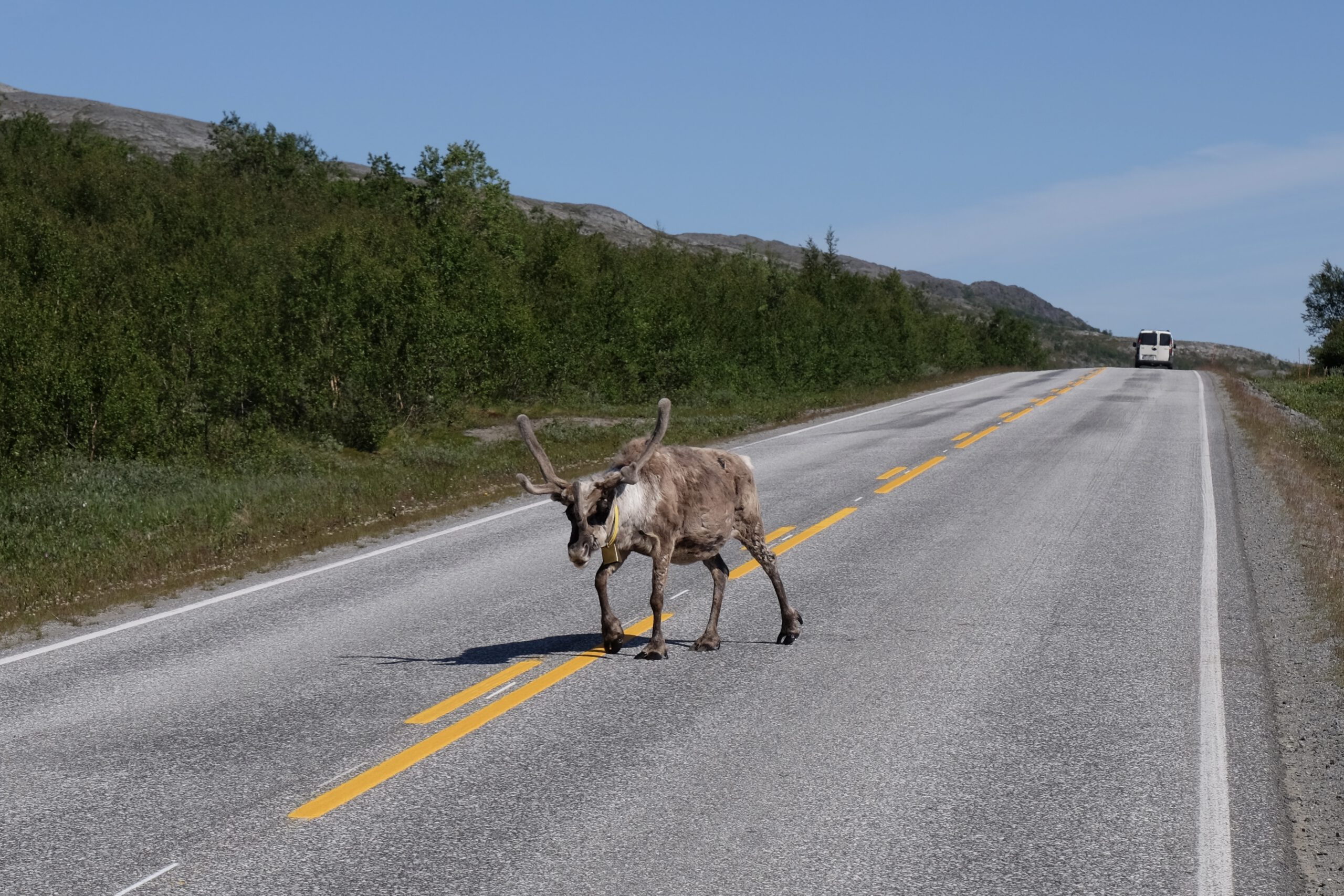 Troms og Finnmark – Achtung Rentiere!